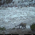 Редкий гость Новости