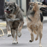 Помощь бездомным животным Новости