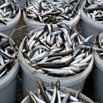 Производство рыбы Новости