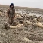 Застрявшее поголовье Новости