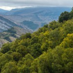 Восстановление лесов Новости