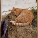 Дагестанский Хатико Новости