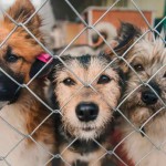 Приют для четвероногих Новости