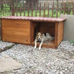 Осторожно, собака Новости