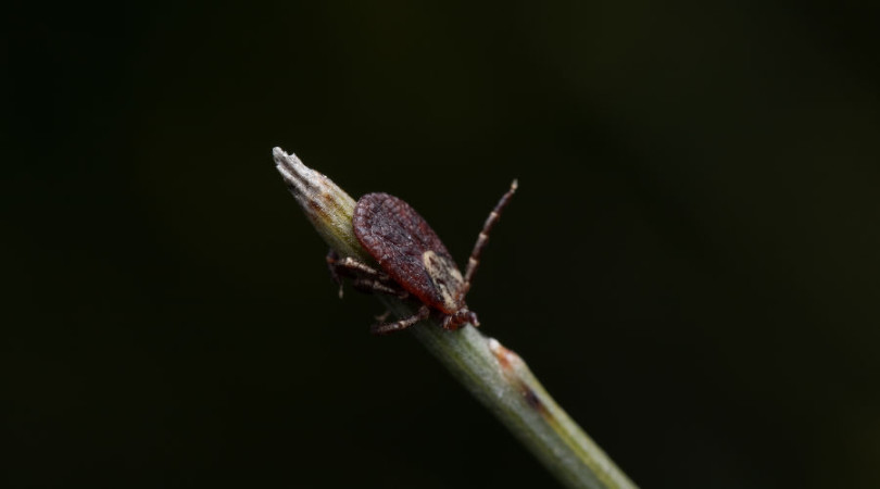 akro-krupnym-planom-klesa-na-steble-cve__bu80if9