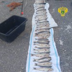 Незаконная добыча Новости