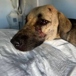 03 октября 40(1020) 2025