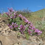 Новый вид Новости