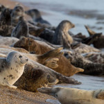 Фото к тексту на стр. 12_www.pofoto.club