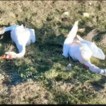 Убил или не убил? Новости