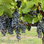 Дело о виноградниках Новости