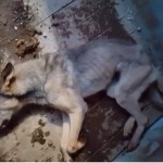 Фото к тексту_скриншот с видео