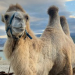 Спасение верблюдов Новости