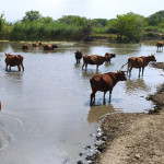 20 марта 12 (1044) 2026