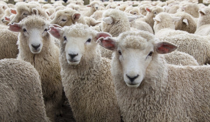 sheep_19925991XXL-e1530041346241-scaled